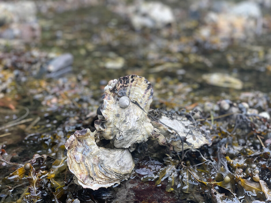 Photo of Pacific oyster